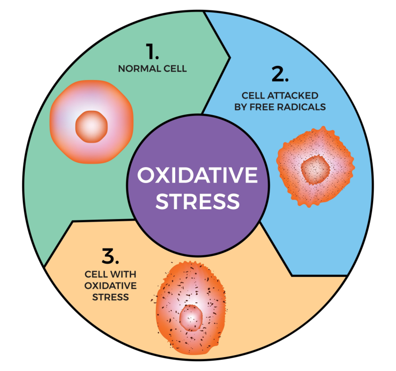 oxidative stress